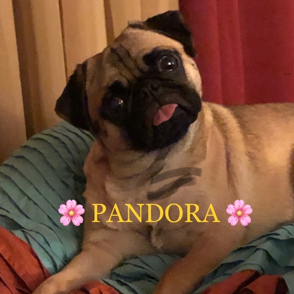 Meet your Posher, Pandora - Picture 2 of 4